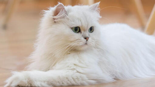 White long best sale fur cat